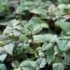 Blackberry, Thornless 'Natchez' (Rubus) -Plant related-Sow Exotic natchezblackberrysowexoticnursery