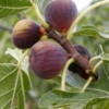 Fig 'Olympian' (Ficus Carica) 2 Fig 'Olympian' (Ficus Carica) -Plant related-Sow Exotic olympianfigfruittreesowexotic