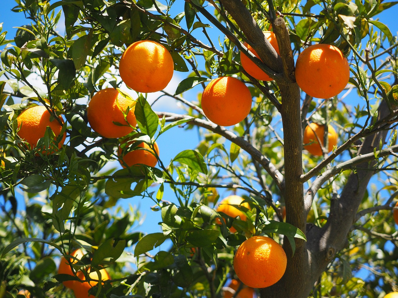 Plant related-Sow Exotic 1 Plant related-Sow Exotic -Plant related-Sow Exotic oranges 1117628 1280