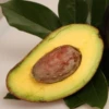 Avocado 'Oro Negro' (Persea Americana) -Plant related-Sow Exotic oronegroavocadosowexoticnursery