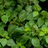 Patchouli (Pogostemon Cablin) -Plant related-Sow Exotic patchouli pogostemon cablin