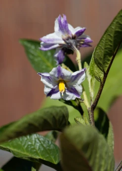Pepino Dulce (Solanum Muricatum) 9 Pepino Dulce (Solanum Muricatum) -Plant related-Sow Exotic pepinoplantforsale 1