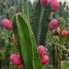 Peruvian Apple Cactus (Cereus Repandus) -Plant related-Sow Exotic peruvian apple cactus cereus repandus