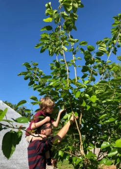 Mulberry 'Shangri La' (Morus Alba X Rubra) 10 Mulberry 'Shangri La' (Morus Alba X Rubra) -Plant related-Sow Exotic picking mulberries