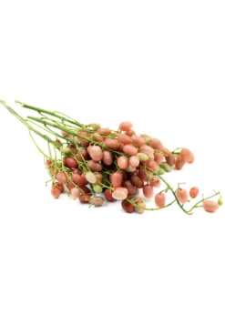 Pink Wampee (Clausena Excavata) -Plant related-Sow Exotic pink wampee cutout on a white background credit specialty produce