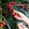 Coffee (Coffea Arabica) -Plant related-Sow Exotic production of coffee beans harvested by hand