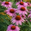 Echinacea, Purple Coneflower (Echinacea Purpurea) -Plant related-Sow Exotic purple coneflower echinacea echinacea purpurea