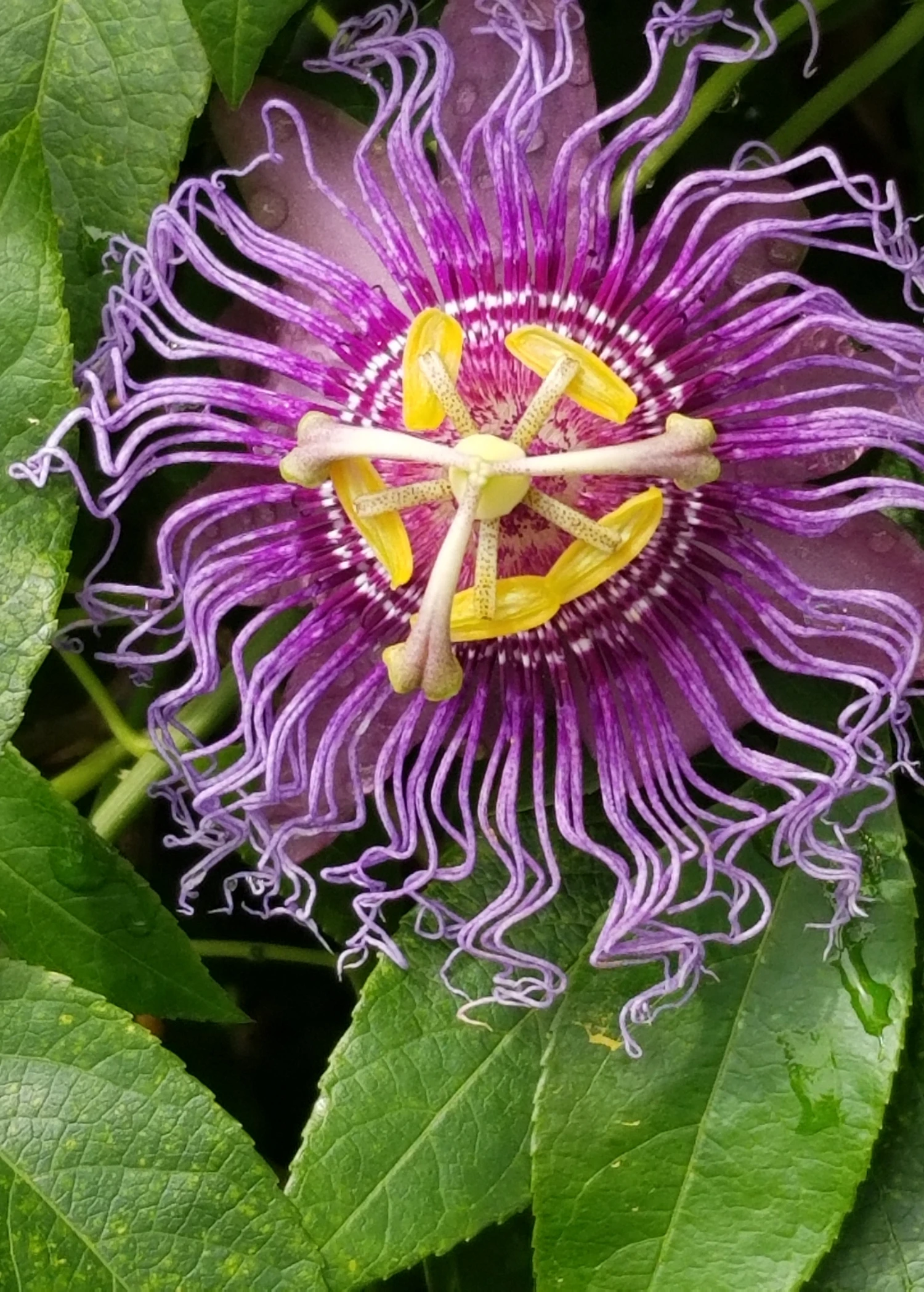 Passion Fruit Vine ‘Purple Possum’ (Passiflora Edulis) 4 Passion Fruit Vine ‘Purple Possum’ (Passiflora Edulis) - Image 2