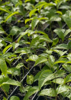 Passion Fruit Vine ‘Purple Possum’ (Passiflora Edulis) 8 Passion Fruit Vine ‘Purple Possum’ (Passiflora Edulis) -Plant related-Sow Exotic purplepossompassionfruitsowexoticnursery