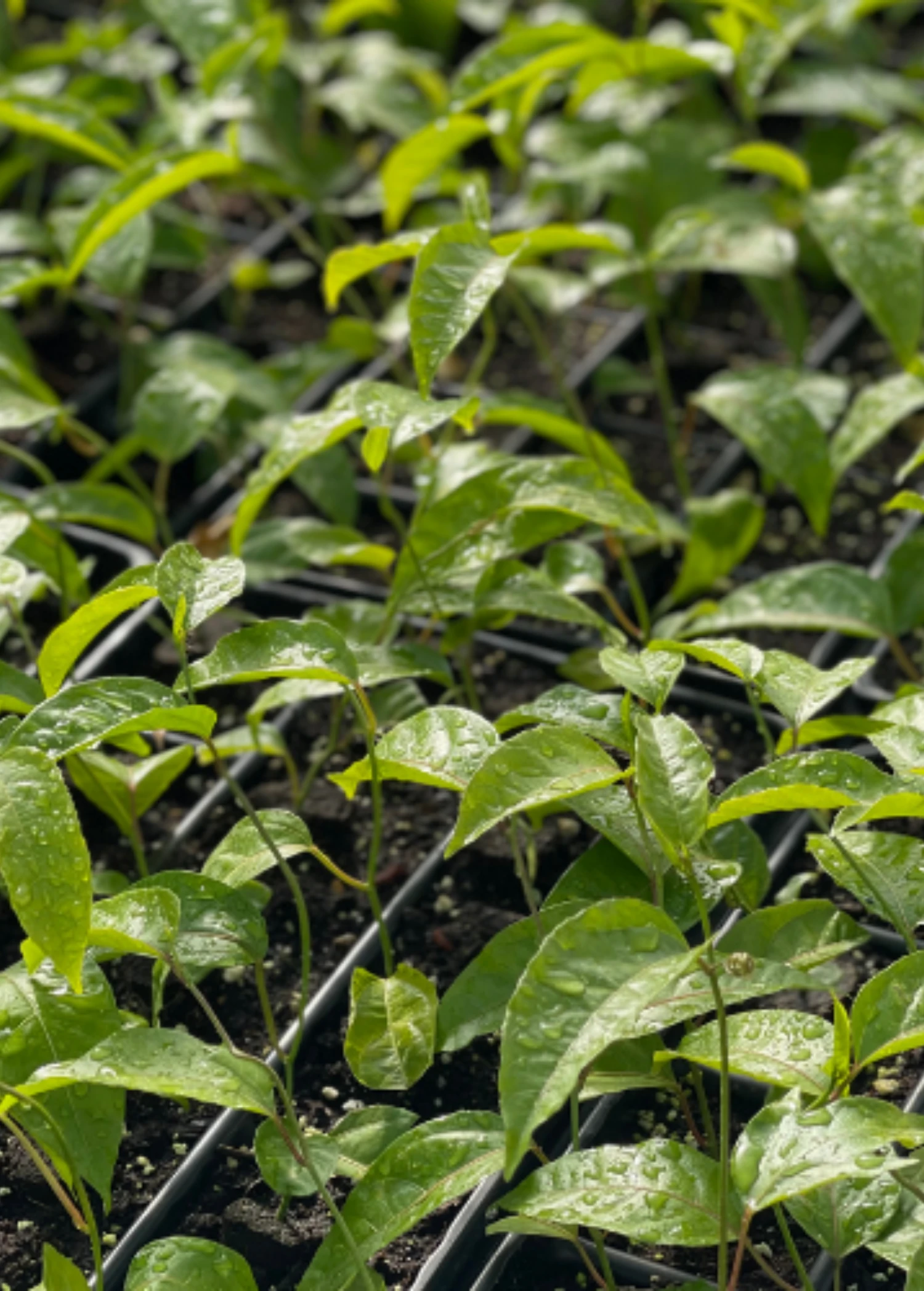 Passion Fruit Vine ‘Purple Possum’ (Passiflora Edulis) 5 Passion Fruit Vine ‘Purple Possum’ (Passiflora Edulis) - Image 3