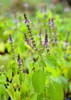 Tulsi 'Rama' (Ocimum Sanctum) -Plant related-Sow Exotic rama tulsi ocimum sanctum2