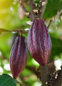 Cacao, Red (Theobroma Cacao) -Plant related-Sow Exotic redcacaotreesowexotic