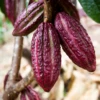 Cacao, Red (Theobroma Cacao) -Plant related-Sow Exotic redcacaotreesowexotic 1