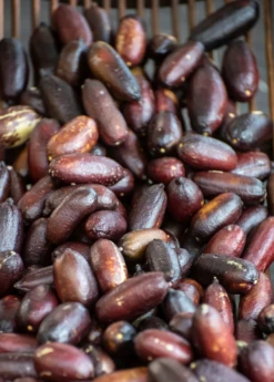 Red Finger Lime (Citrus Australasica) -Plant related-Sow Exotic redfingerlimefruittreeliveplantforsalesowexotic 2