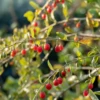 Red Goji Berry (Lycium Barbarum) -Plant related-Sow Exotic redgojiberryplantLyciumbarbarumforsalesowexoticnurseryharvestingtealeavescameliasinensis