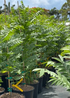 New Release -Plant related-Sow Exotic redhogplum