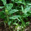 Arrowroot (Maranta Arundinacea) -Plant related-Sow Exotic regulararrowrootMarantaarundinacea 1