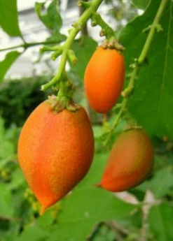 Peanut Butter Fruit (Bunchosia Argentea) 13 Peanut Butter Fruit (Bunchosia Argentea) -Plant related-Sow Exotic ripe peanut butter fruit 1