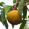Ross Sapote (Pouteria) 2 Ross Sapote (Pouteria) -Plant related-Sow Exotic ross sapote tree for sale sow exotic