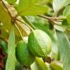 Guava 'Ruby Supreme' (Psidium Guajava) -Plant related-Sow Exotic rubysupremeguavafruittreeforsaleSowExotic 2