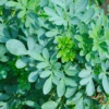 Rue (Ruta Graveolens) -Plant related-Sow Exotic rueliveplantforsalesowexoticPrunellavulgaris