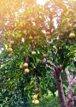 Santol (Sandoricum Koetjape) -Plant related-Sow Exotic santol fruit tree sow exotic