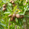 Sapodilla 'Alano' (Manilkara Zapota) -Plant related-Sow Exotic sapodillafruittreeplantforsalesowexoticplantnursery