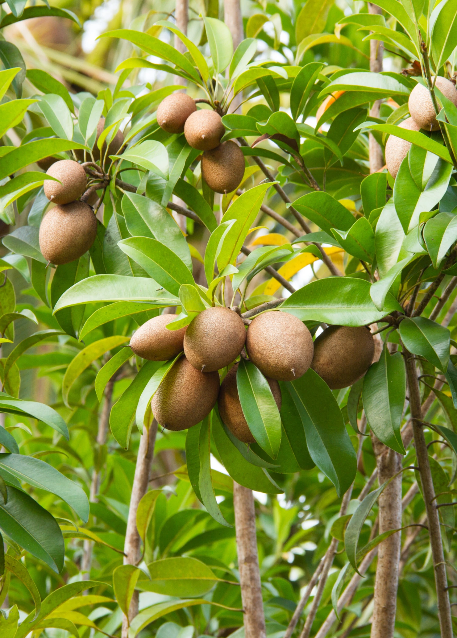 Sapodilla 'Alano' (Manilkara Zapota) 3 Sapodilla 'Alano' (Manilkara Zapota)