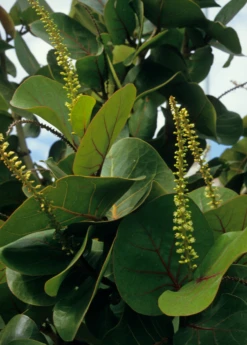 Sea Grape (Coccoloba Uvifera) 11 Sea Grape (Coccoloba Uvifera) -Plant related-Sow Exotic seagrapeCoccolobauviferaplantforsalesowexotic