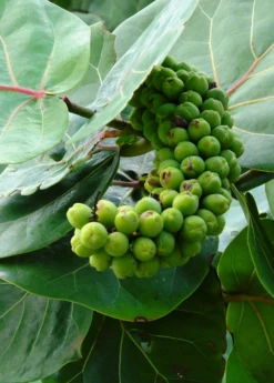 Sea Grape (Coccoloba Uvifera) 12 Sea Grape (Coccoloba Uvifera) -Plant related-Sow Exotic seagrapeCoccolobauviferaplantforsalesowexotic 1