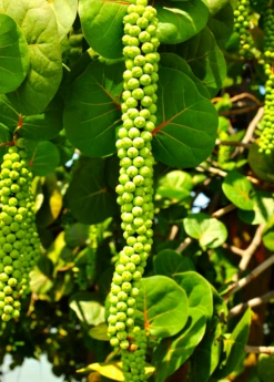 Sea Grape (Coccoloba Uvifera) 13 Sea Grape (Coccoloba Uvifera) -Plant related-Sow Exotic seagrapeCoccolobauviferaplantforsalesowexotic 4