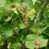 Sea Grape (Coccoloba Uvifera) 1 Sea Grape (Coccoloba Uvifera) -Plant related-Sow Exotic seagrapeCoccolobauviferaplantforsalesowexotic 6