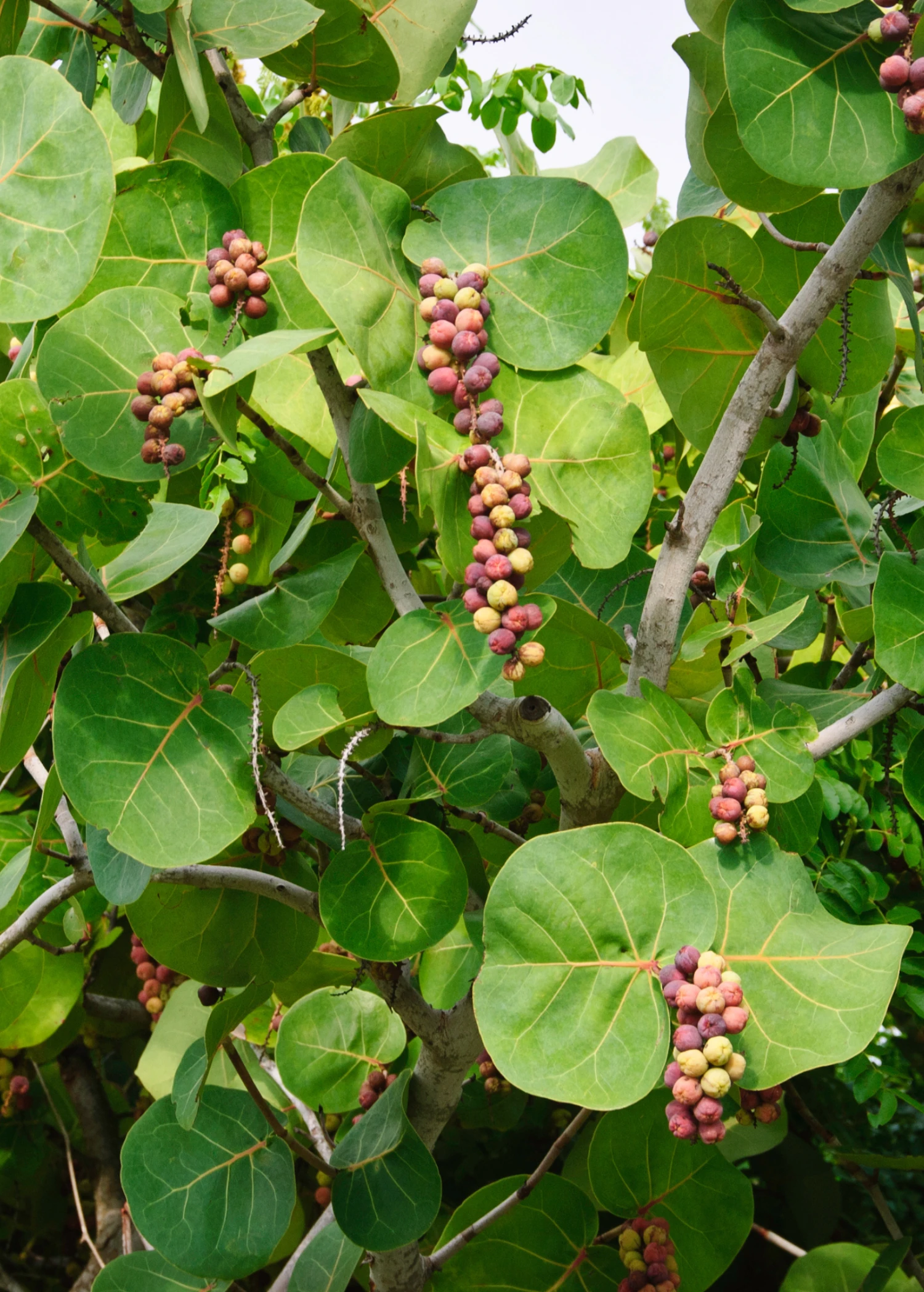 Sea Grape (Coccoloba Uvifera) 3 Sea Grape (Coccoloba Uvifera)