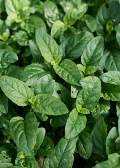 Self Heal Herb (Prunella Vulgaris) -Plant related-Sow Exotic selfhealliveplantforsalesowexoticPrunellavulgaris