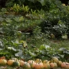 Seminole Pumpkin (Cucurbita Moschata) -Plant related-Sow Exotic seminole pumpkin squash bounty