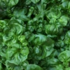 Sissoo Spinach (Alternanthera Sissoo) -Plant related-Sow Exotic sissoo spinach plant