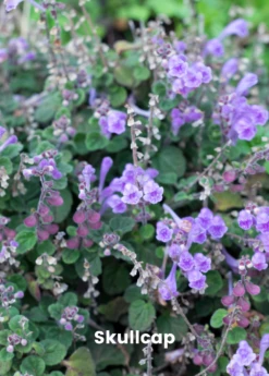 Adaptogen Herb Bundle: Gotu Kola, Skullcap, Ashwagandha, Tulsi -Plant related-Sow Exotic skullcap plant for sale for sale SowExotic.com