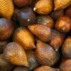 Snake Fruit (Salacca Zalacca) -Plant related-Sow Exotic snake fruit salacca fruit tree palm