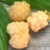 Blackberry 'Snowbank White' (Rubus) -Plant related-Sow Exotic snowbank floricane white blackberry plant for sale live plant sow exotic