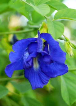 Butterfly Pea (Clitoria Ternatea) -Plant related-Sow Exotic sow exotic live butterfly pea plant for sale
