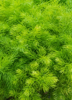 Shatavari (Asparagus Racemosus) -Plant related-Sow Exotic sow exotic live shatavari plant for sale