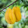 Star Fruit 'Lara' (Averrhoa Carambola) -Plant related-Sow Exotic sowexoticlarastarfruitcarambolstarfruittreeforsale 1