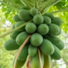 Papaya, 'Dwarf Red Lady' (Carica Papaya) -Plant related-Sow Exotic sowexoticpapaya