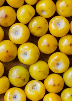 Nance (Byrsonima Crassifolia) -Plant related-Sow Exotic sowexoticplantnurserygardennancenanche byrsonima crassifolia