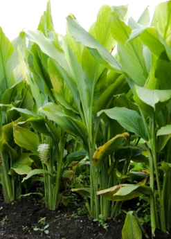 Turmeric, Orange (Curcuma Longa) -Plant related-Sow Exotic sowexoticplantnurseryturmeric