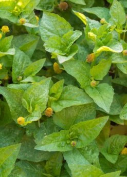 Electric Daisy Toothache Plant (Spilanthes Acmella) -Plant related-Sow Exotic spilanthes