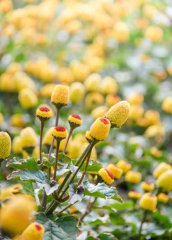 Electric Daisy Toothache Plant (Spilanthes Acmella) -Plant related-Sow Exotic spilanthestoothacheplantsowexoticnursery 2