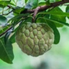 Sugar Apple Seedling (Annona Squamosa) -Plant related-Sow Exotic sugarappleannonafruittreeplantforsalesowexoticnurseryharvestingtealeavescameliasinensis