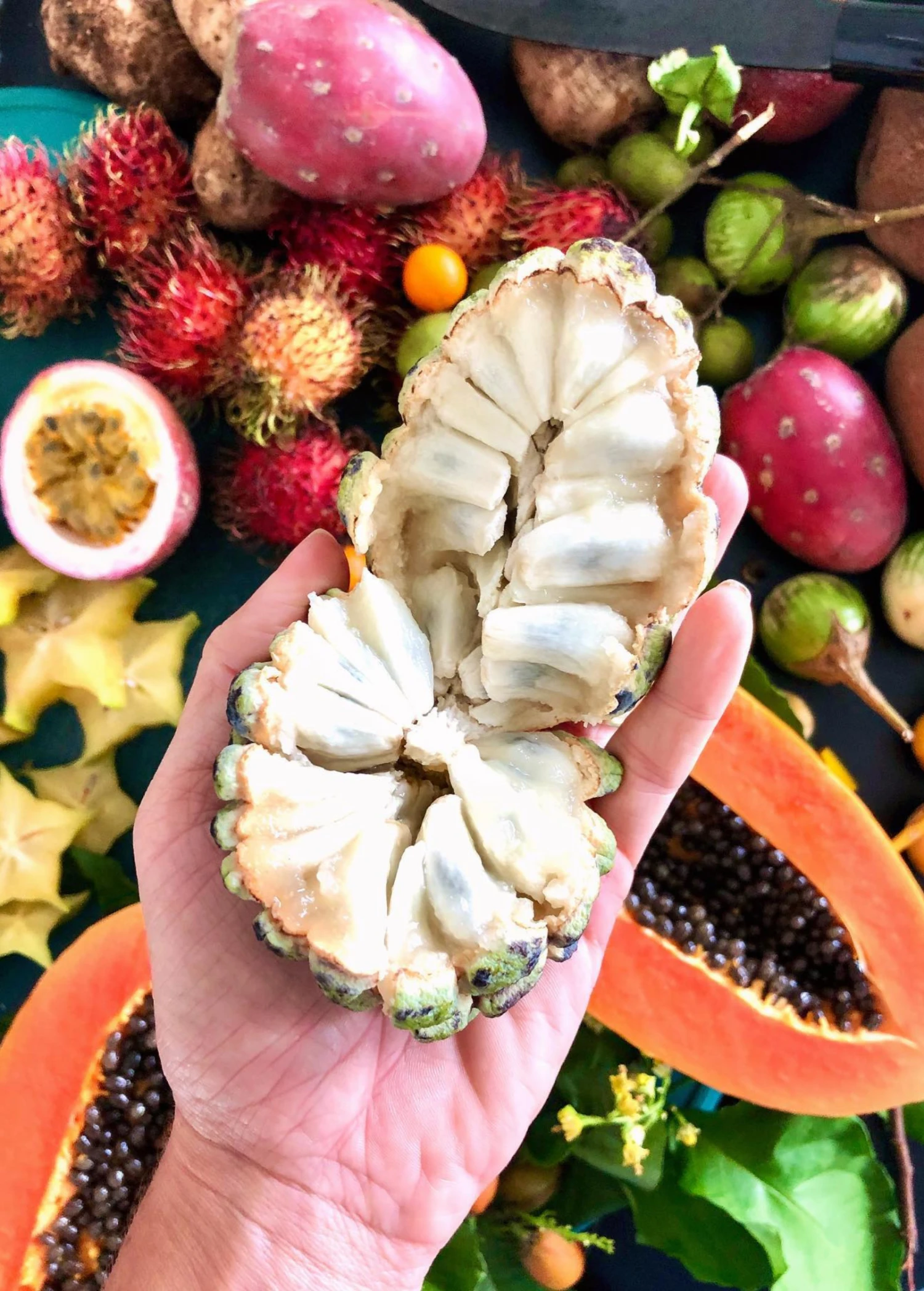 Sugar Apple 'Na Dai' (Annona Squamosa L) 3 Sugar Apple 'Na Dai' (Annona Squamosa L)