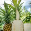 Pineapple 'Sugar Loaf' (Ananas Comosus) 2 Pineapple 'Sugar Loaf' (Ananas Comosus) -Plant related-Sow Exotic sugarloafpineappleplantforsale